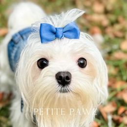 Hugo - Maltese puppy in Tampa, Florida from Petite Pawz