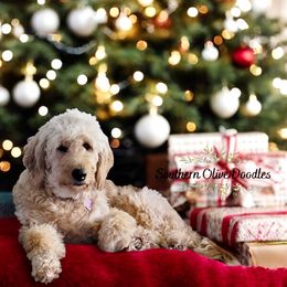 Goldendoodle Puppies from Southern Olive Doodles 🫒