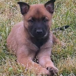 Belgian Malinois and Boston Terrier Puppies from SB & Raksha