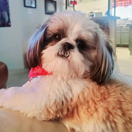 Shih Tzu Puppies from Willow Lane Shih Tzus