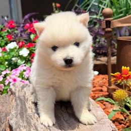 Ariya's white boy 4 - White male Pomsky puppy in Enid, Oklahoma from Mile Hi Pomskies