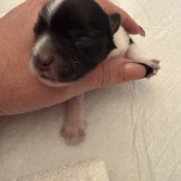 Dakota Rose - Parti female Yorkshire Terrier puppy in Cameron, Oklahoma from Jane’s Yorkies