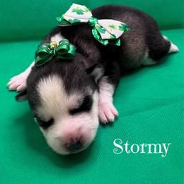 Stormy - Black and white female Pomsky puppy in Venus, Pennsylvania from Hemlock Pines Pomsky
