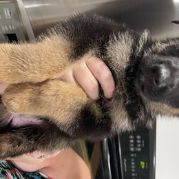 German Shepherd Puppies from VonBacchusshepherds