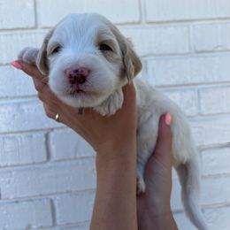 Sheepadoodle Puppies from Jonsies Pups