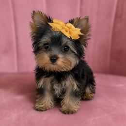 Honey - Black and tan female Yorkshire Terrier puppy in Surprise, Arizona from Enchanted Yorkies