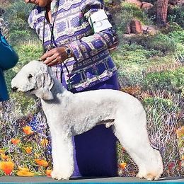 Bucky - Bedlington Terrier