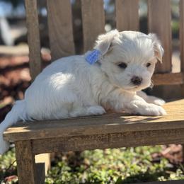 Brenard - White male Maltese puppy in Live Oak, Florida from Pupkin’s Maltese