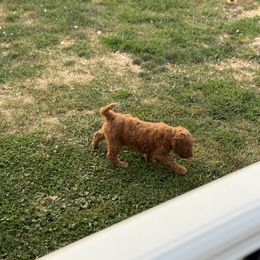 Poodle Puppies from Lisa Riley
