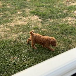 Poodle Puppies from Lisa Riley