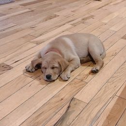 Labrador Retrievers from Moonshadow Labradors