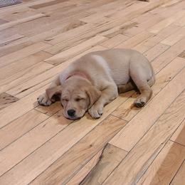 Labrador Retrievers from Moonshadow Labradors