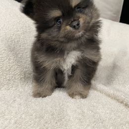 Bulldog and Pomeranian Puppies from Pawsh Poms