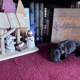 Gauntlet - Black male Dachshund puppy in Mc Alester, Oklahoma from A Anchor Farm