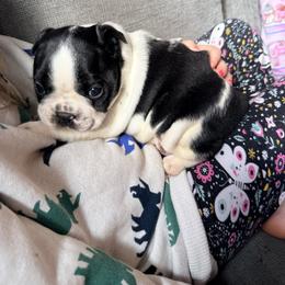 Izzy - Black and white female Boston Terrier puppy in Kentucky from Graceful Paws