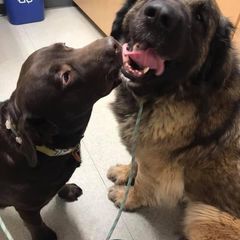 Moxy - Leonberger