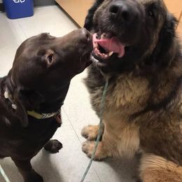 Moxy - Leonberger
