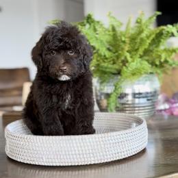 Truffle - Chocolate male Goldendoodle puppy in St George, Utah from Doodle Bears of Southern Utah