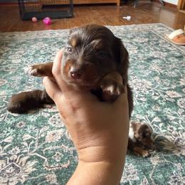 Maple - Red tri female Miniature Australian Shepherd puppy in Ellendale, North Dakota from Ark Acres Kennels