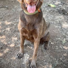 Truly - Dilute Retriever