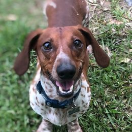 Dachshunds from Johnson County Dachshunds
