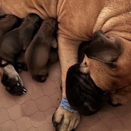 Bullmastiff Puppies from Curnwood’s Bullmastiff’s