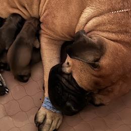 Bullmastiff Puppies from Curnwood’s Bullmastiff’s