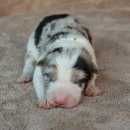 Navy Collar - Blue merle male Border Collie puppy in Courtland, Alabama from C Bar C Ranch Border Collies