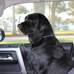 Labrador Retriever All Grown Up from Everlasting Labradors