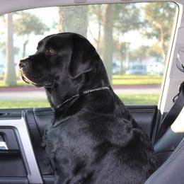 Labrador Retriever All Grown Up from Everlasting Labradors