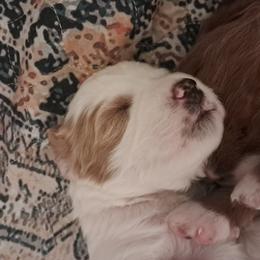 Girl 3 - female Golden Mountain Doodle puppy in Northumberland, Pennsylvania from Light and Life Doodles