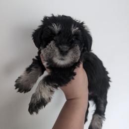Green - Black and silver female Miniature Schnauzer puppy in Thomasville, North Carolina from J&J's Future Horizons Kennel