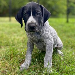 German Shorthaired Pointer Puppies from Thunder Mountain Gun Dogs