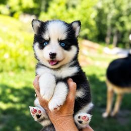 Finn - Black and white male Pomsky puppy in Grass Valley, California from Karalot Pomskies