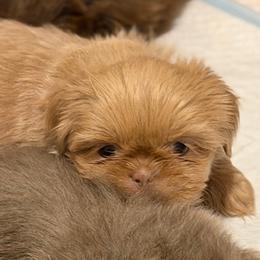 Light pink girl - Lilac female Shih Tzu puppy in Berkeley Springs, West Virginia from Sandridge Shih Tzus