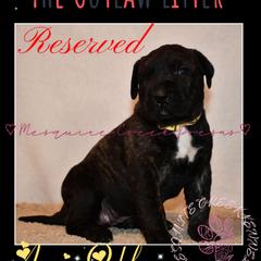 Annie Oakley - Tiger female Perro de Presa Canario puppy in El Paso, Texas from Mesquite Creek Kennels
