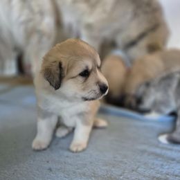 Woody - Tan male Colorado Mountain Dog puppy in Hot Sulphur Springs, Colorado from Stormy Heights Homestead