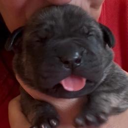 Fin - Brindle male Boerboel puppy in Bon Aqua, Tennessee from Erickson Ranch Boerboels