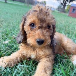 Apple with training - Sable female Cockapoo puppy in Boonville, North Carolina from Doods & Dolls