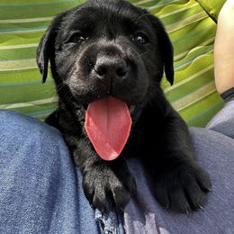 Green Collar - Black male Labrador Retriever puppy in Woodbury, Connecticut from A Dog’s Life Farm