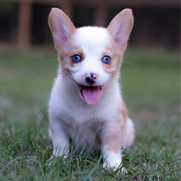 Pancake - Sable female Pembroke Welsh Corgi puppy in Star City, Arkansas from Say When Corgi Co.