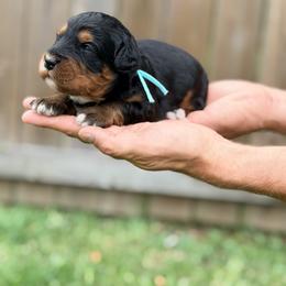 Travel - Teal - Phantom female Bernedoodle puppy in Charleston, South Carolina from Palm Belle Doodles