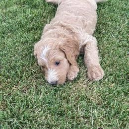 Goldendoodles from Nona & Papa Goldendoodles-Aledo TX