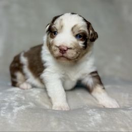 Eve - Red merle female Miniature Australian Shepherd puppy in Bedias, Texas from JSK Aussie and Cavaliers