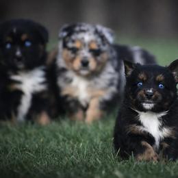 Ruby - Black tri female Miniature Australian Shepherd puppy in Lowgap, North Carolina from Baileys Mini Aussies