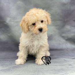 Poodle Puppies from Cuddles n Curls