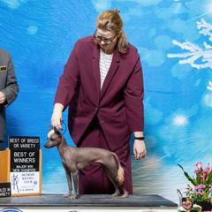 Xoloitzcuintli from Harbinger Xolos