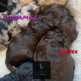 Cinnamon - Brown and white female Aussiedoodle puppy in Knoxville, Tennessee from Legacy Farm