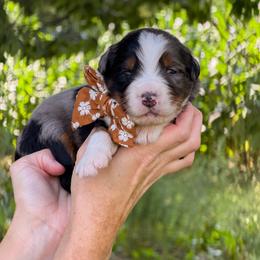 Banks - Blue merle female Bernedoodle puppy in Bellville, Ohio from Bernedoodle Buddies