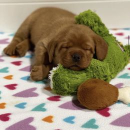 Labrador Retriever Puppies from Shadow Run Labradors